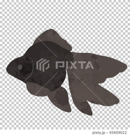 水彩風の横から見た黒色の金魚 95609022