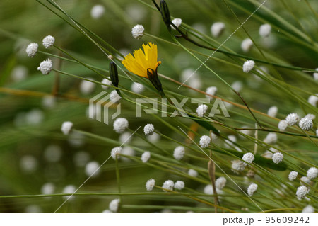 スイランとシラタマホシクサ 95609242