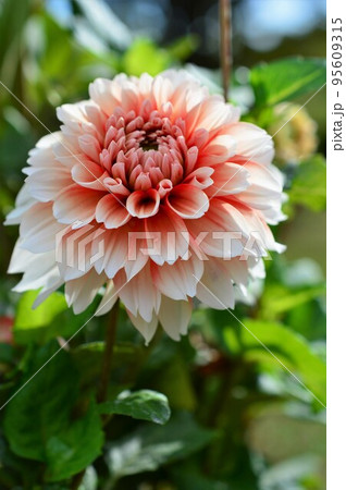 ダリア　Dahlia　赤白 95609315