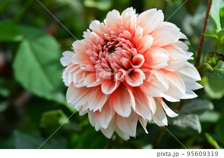 ダリア Dahlia 赤白 ダリア Dahlia 赤白 95609319