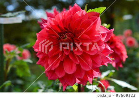 ダリア Dahlia 赤色 ダリア Dahlia 赤色 95609322