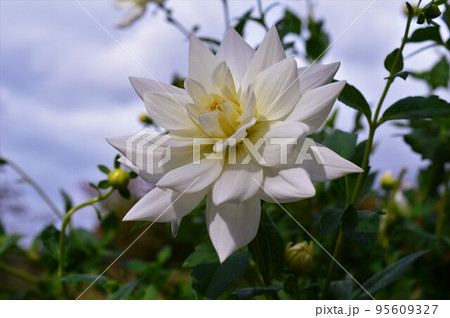ダリア　Dahlia　白色 95609327