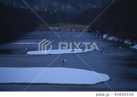 朝の丹頂鶴 朝の丹頂鶴 95609356