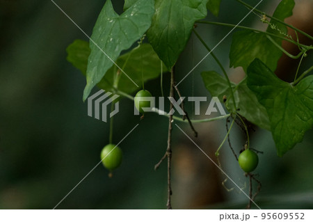 スズメウリの果実 95609552