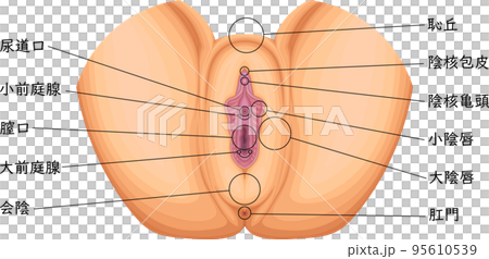 女性外性器　女性生殖器　構造　イラスト　日本語 95610539