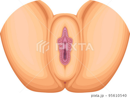 女性外性器　女性生殖器　構造　イラスト 95610540