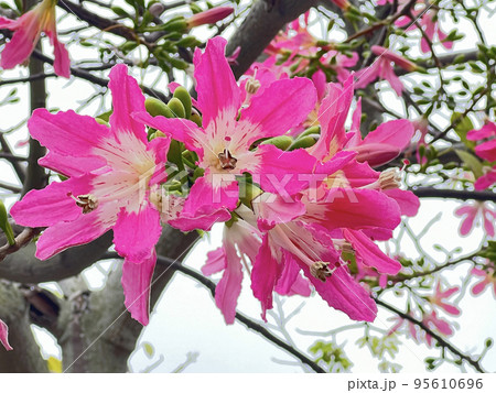 沖縄 ピンクのトックリキワタの花 沖縄 ピンクのトックリキワタの花 95610696