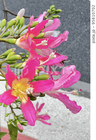 沖縄 ピンクのトックリキワタの花 沖縄 ピンクのトックリキワタの花 95610702