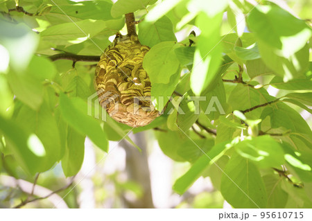 庭木に造られたスズメバチの巣 庭木に造られたスズメバチの巣 95610715