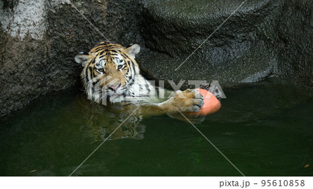水球するアムールトラの子 95610858