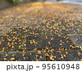 散った沈丁花 95610948