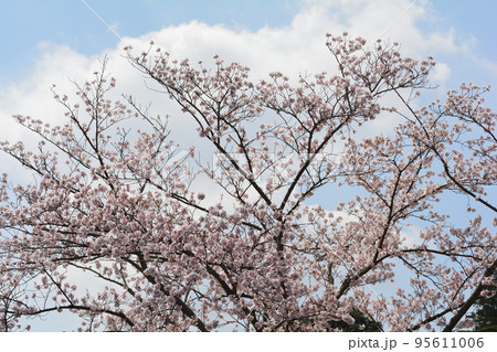 桜山公園の桜 #18 桜山公園の桜 #18 95611006