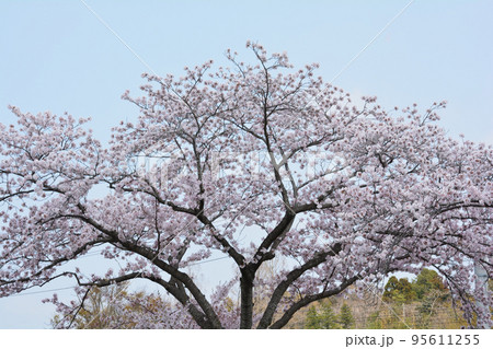 桜山公園の桜　＃21 95611255