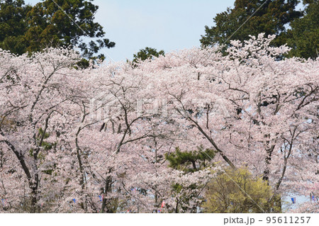 桜山公園の桜 #23 桜山公園の桜 #23 95611257
