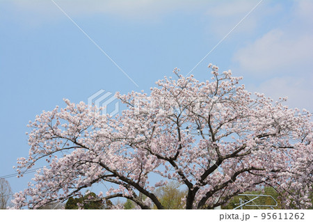 桜山公園の桜　＃28 95611262