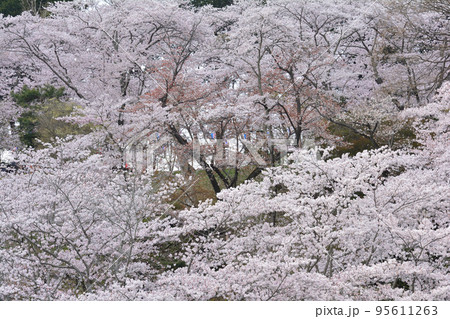 桜山公園の桜 #29 桜山公園の桜 #29 95611263