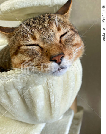 ニャンモックで安心して眠る保護猫 95611546