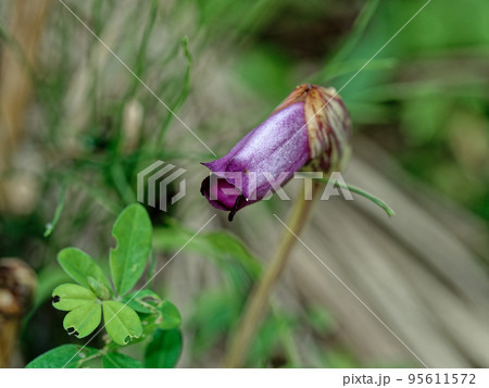 寄生植物ハマウツボ科ナンバンギセルの花 95611572