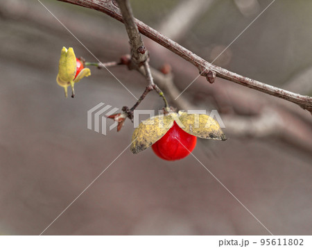 ツルウメモドキの赤い実 95611802