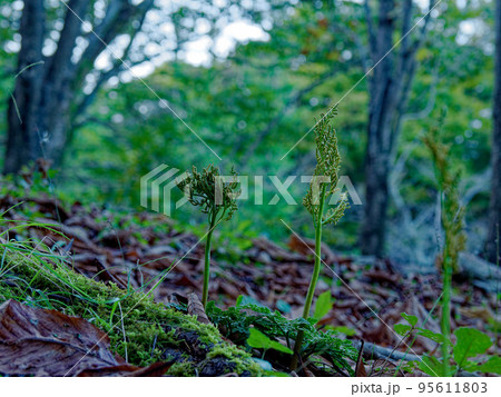 冬緑性シダ植物　冬の花蕨 95611803