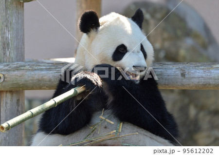 おいしそうに竹を食べる彩浜 おいしそうに竹を食べる彩浜 95612202