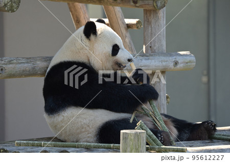おいしそうに竹を食べる彩浜 おいしそうに竹を食べる彩浜 95612227