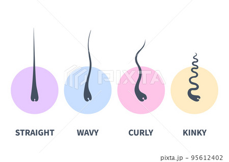 Hair types chart set of strands growth patterns - Stock Illustration  [95612402] - PIXTA