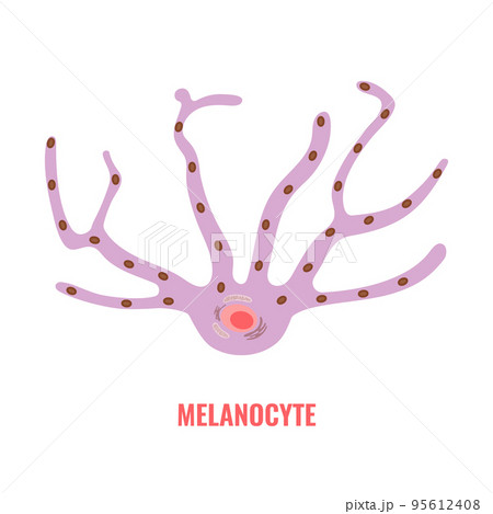 Melanocyte biology and skin tone pigmentation Melanocyte biology and skin tone pigmentation 95612408