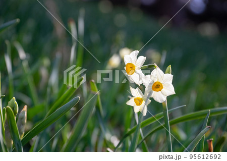 水仙の花 水仙の花 95612692