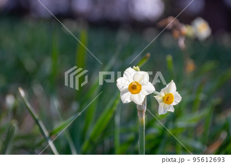 水仙の花 水仙の花 95612693