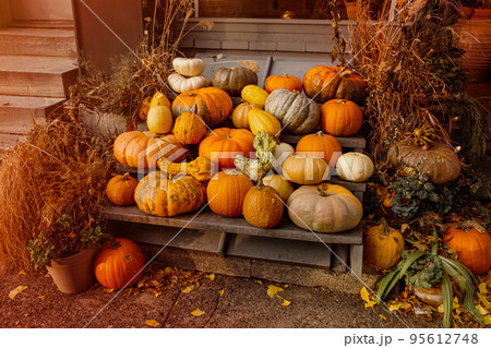 Pile of orange pumpkins. Thanksgiving. Harvest pumpkins for the fall season. Pile of orange pumpkins. Thanksgiving. Harvest pumpkins for the fall season. 95612748