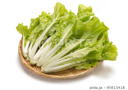 山東菜 山東菜 95613418