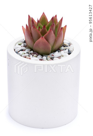 Potted Echeveria Succulent Plant Isolated on White Background 95613427