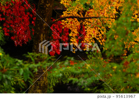 雨の瑠璃光院　臥竜の庭の紅葉 95613967