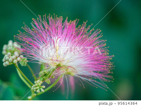 Flower of Lankaran acacia albizia (Albizia julibrissin). Close up 95614364