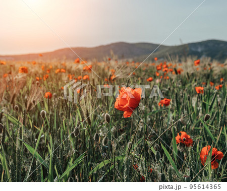 field with green grass and red poppies against the sunset sky. Beautiful field red poppies with selective focus. Red poppies in soft light. Opium poppy. Glade of red poppies. Soft focus blur 95614365