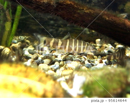 アユモドキ レッドデータブック 淡水魚 魚 アユモドキ レッドデータブック 淡水魚 魚 95614644