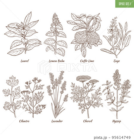 Set of Spice Herbs in Hand Drawn Style Set of Spice Herbs in Hand Drawn Style 95614749