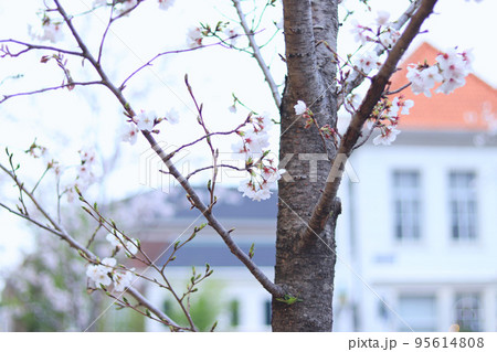 街の桜 ヨーロッパの街並み 街の桜 ヨーロッパの街並み 95614808