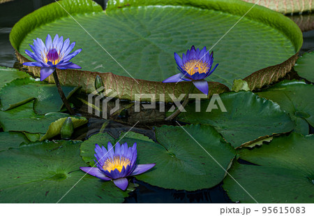 大分 別府で地獄めぐり 大分 別府で地獄めぐり 95615083