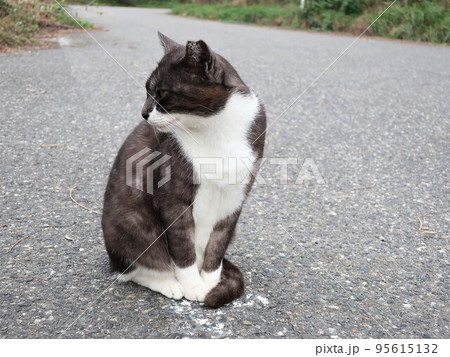 野良猫 野良猫 95615132