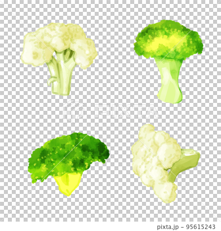 手繪水彩花椰菜和西蘭花插圖集 手繪水彩花椰菜和西蘭花插圖集 95615243