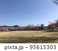 公園　河津桜 95615303