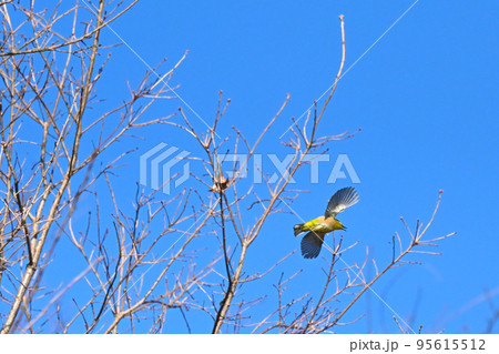 メジロ 鳥 野鳥 メジロ 鳥 野鳥 95615512