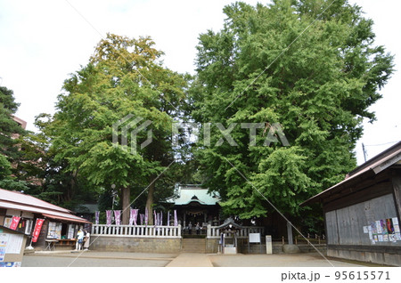 鶴嶺八幡宮の大イチョウ 鶴嶺八幡宮の大イチョウ 95615571