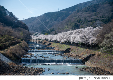 箱根「宮城野早川堤の桜」昼 箱根「宮城野早川堤の桜」昼 95616091
