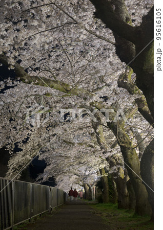 箱根「宮城野早川堤の桜」夜桜 箱根「宮城野早川堤の桜」夜桜 95616105