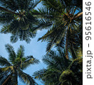 Coconut trees perspective view 95616546