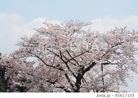 桜山公園の桜 #41 桜山公園の桜 #41 95617103