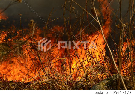 coastal zone of marsh creek, strong smoke from fire of liana overgrowth. Spring fires of dry reeds dangerously approach houses of village by river Cleaning fields of reeds, dry grass. Natural disaster coastal zone of marsh creek, strong smoke from fire of liana overgrowth. Spring fires of dry reeds dangerously approach houses of village by river Cleaning fields of reeds, dry grass. Natural disaster 95617178